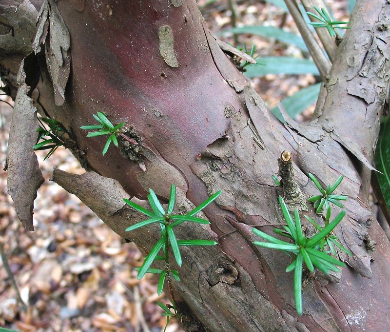 Florida Yew photo 3
