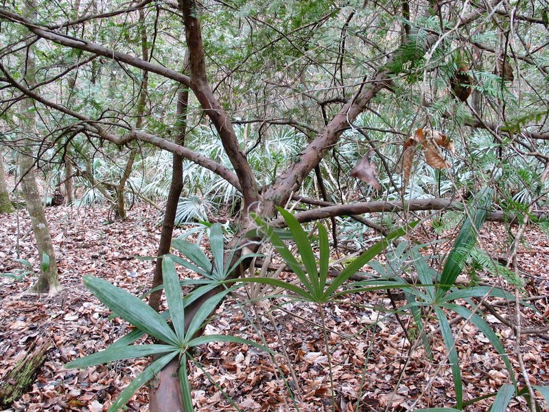 Florida Yew photo 5