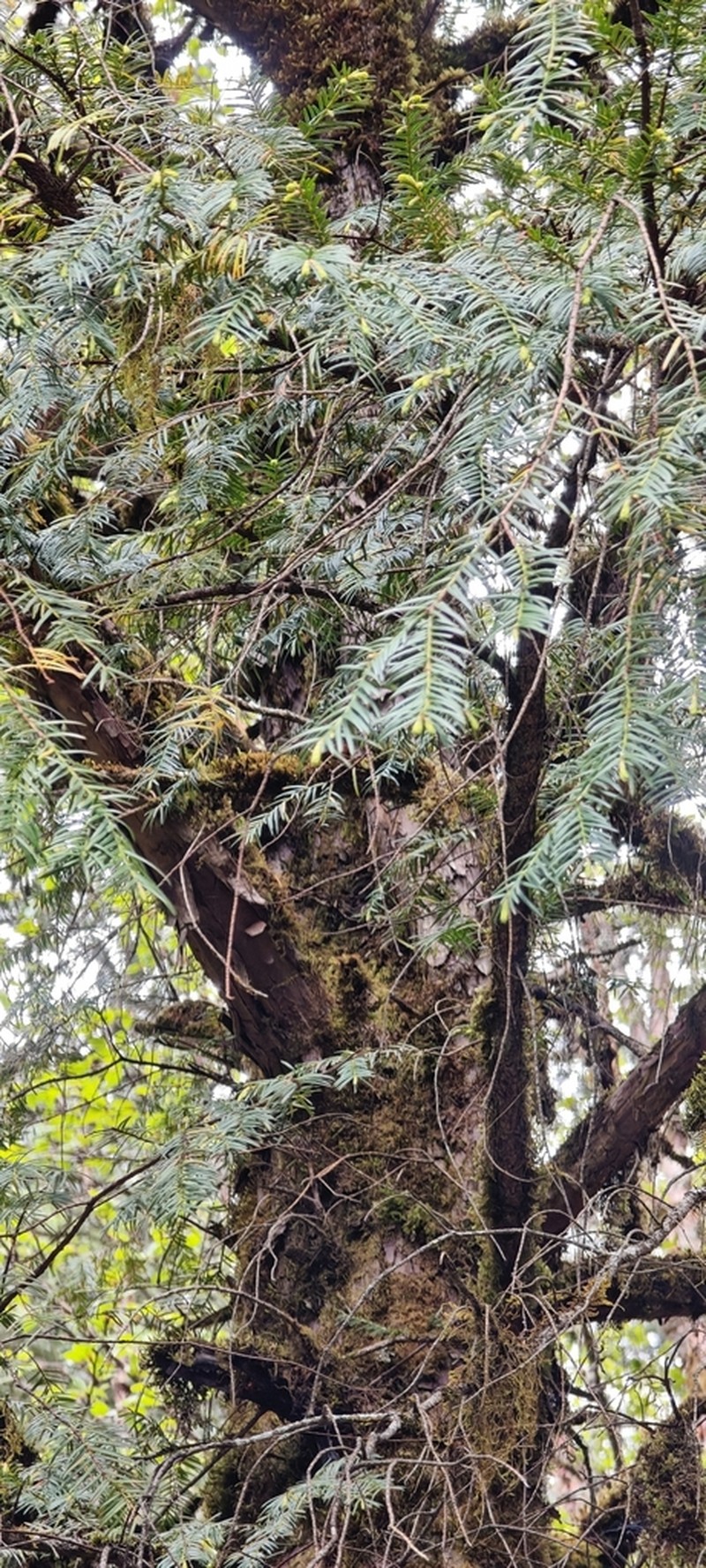 Taxus florinii