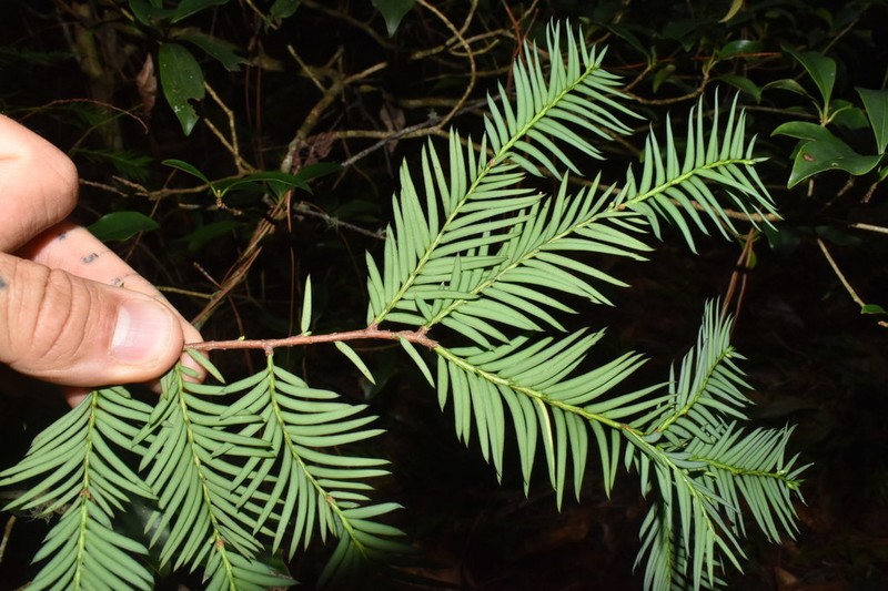 Taxus globosa photo 3