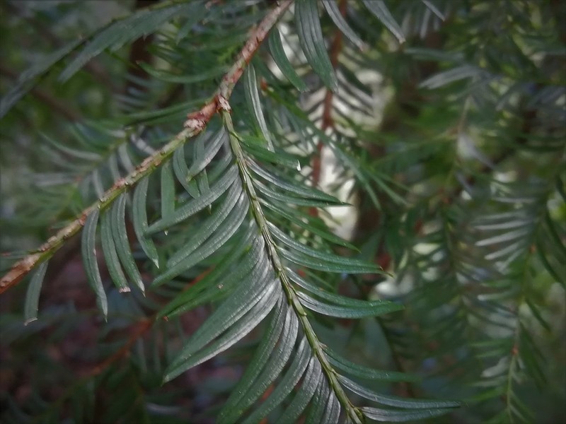 Taxus globosa photo 4