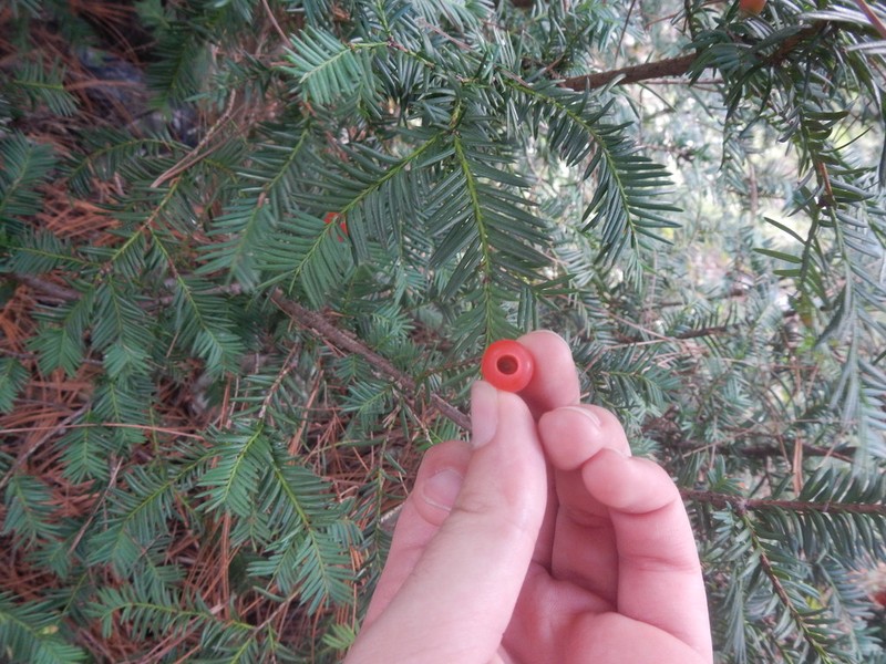 Taxus globosa photo 6