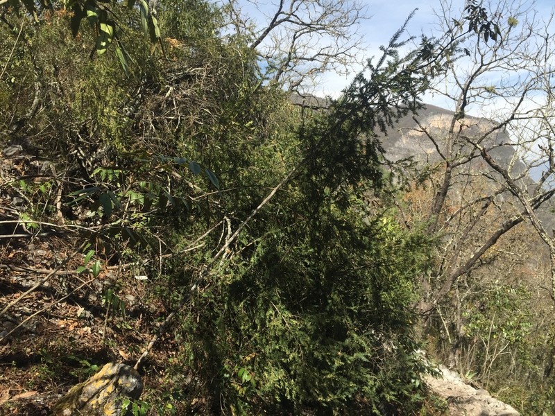 Taxus globosa photo 7