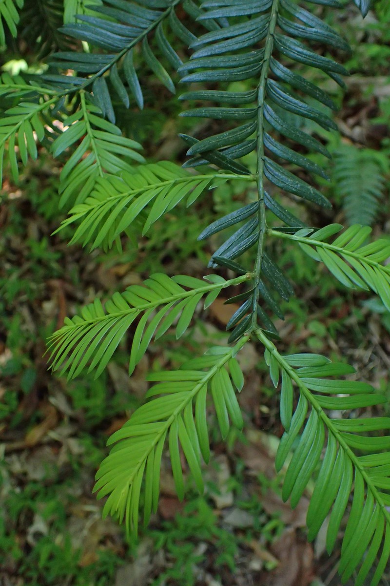 Taxus mairei