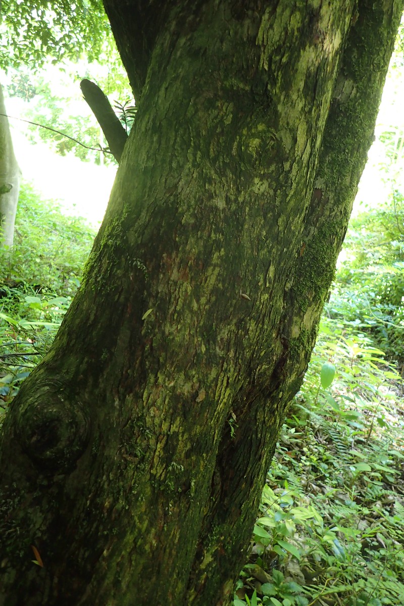 Taxus mairei photo 2