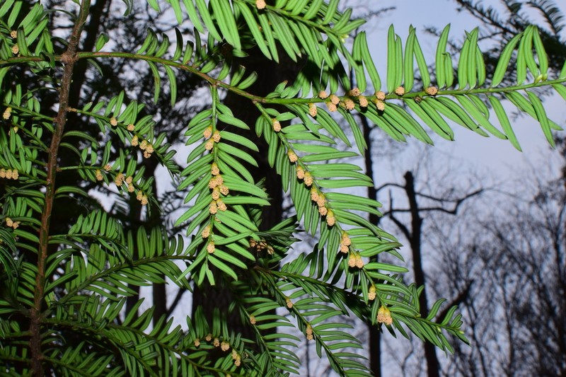 Taxus mairei photo 4