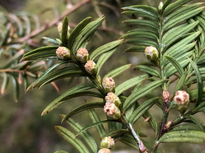 Taxus mairei photo 5