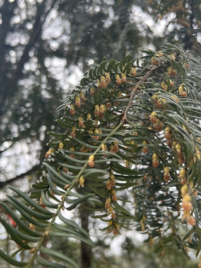 Taxus mairei photo 6