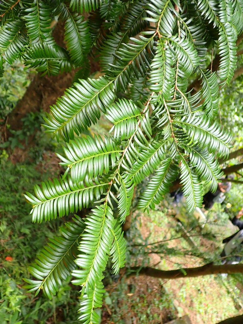 Taxus mairei photo 7