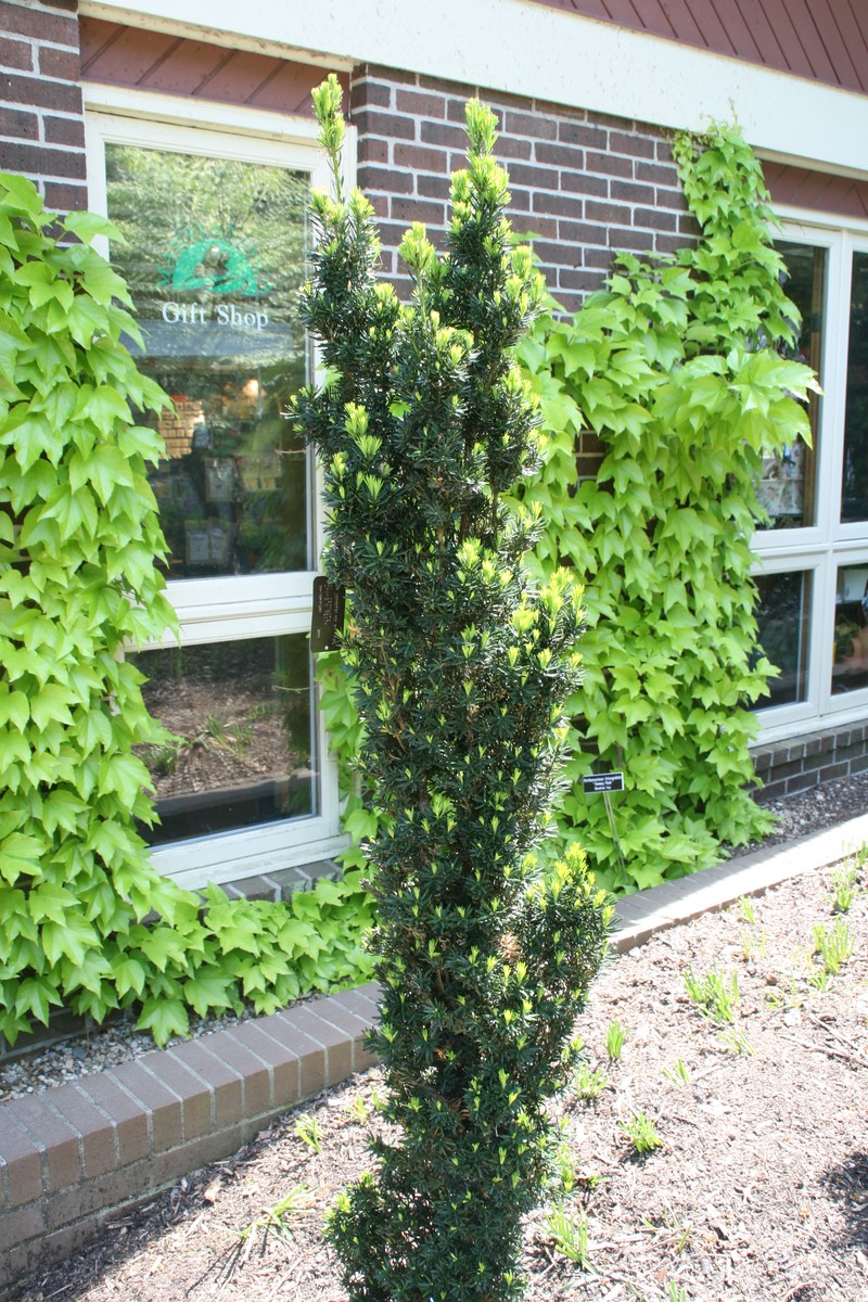 hybrid yew photo 5