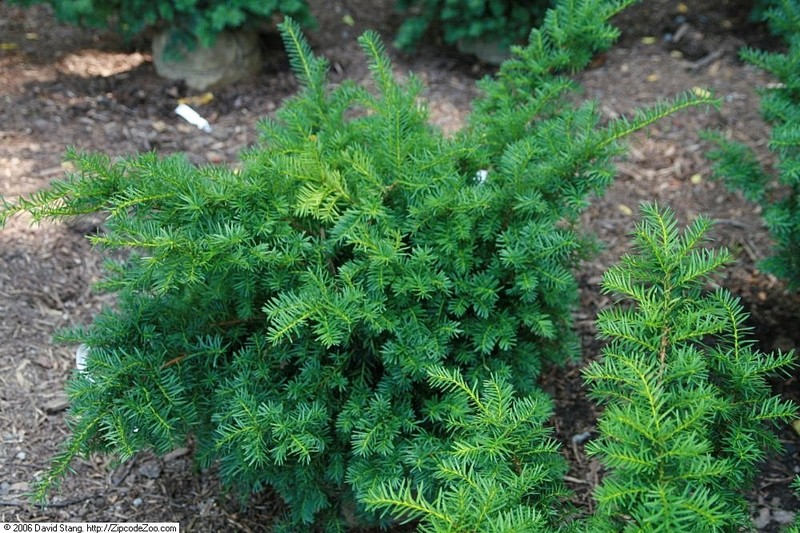 hybrid yew photo 6