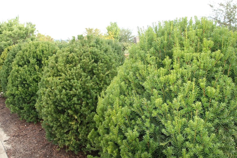hybrid yew photo 7