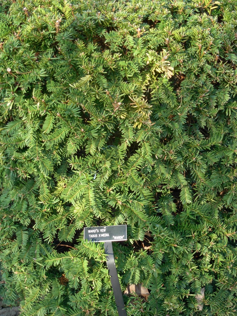hybrid yew photo 8