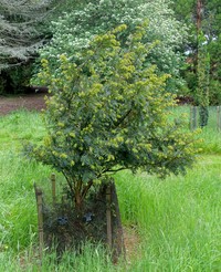 Taxus wallichiana