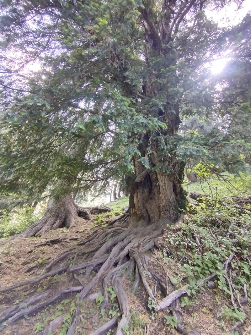 Taxus wallichiana photo 2