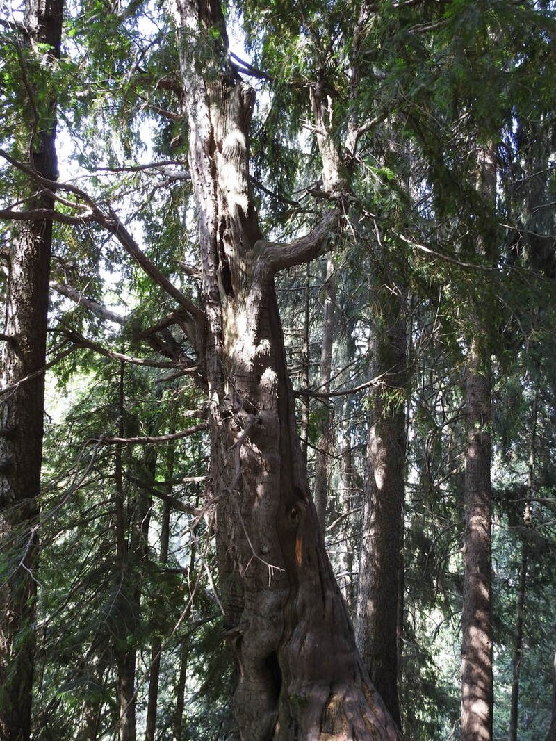 Taxus wallichiana photo 3