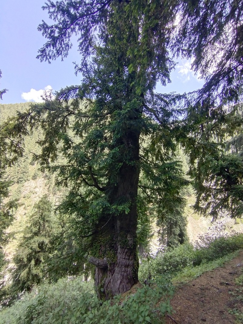 Taxus wallichiana photo 4