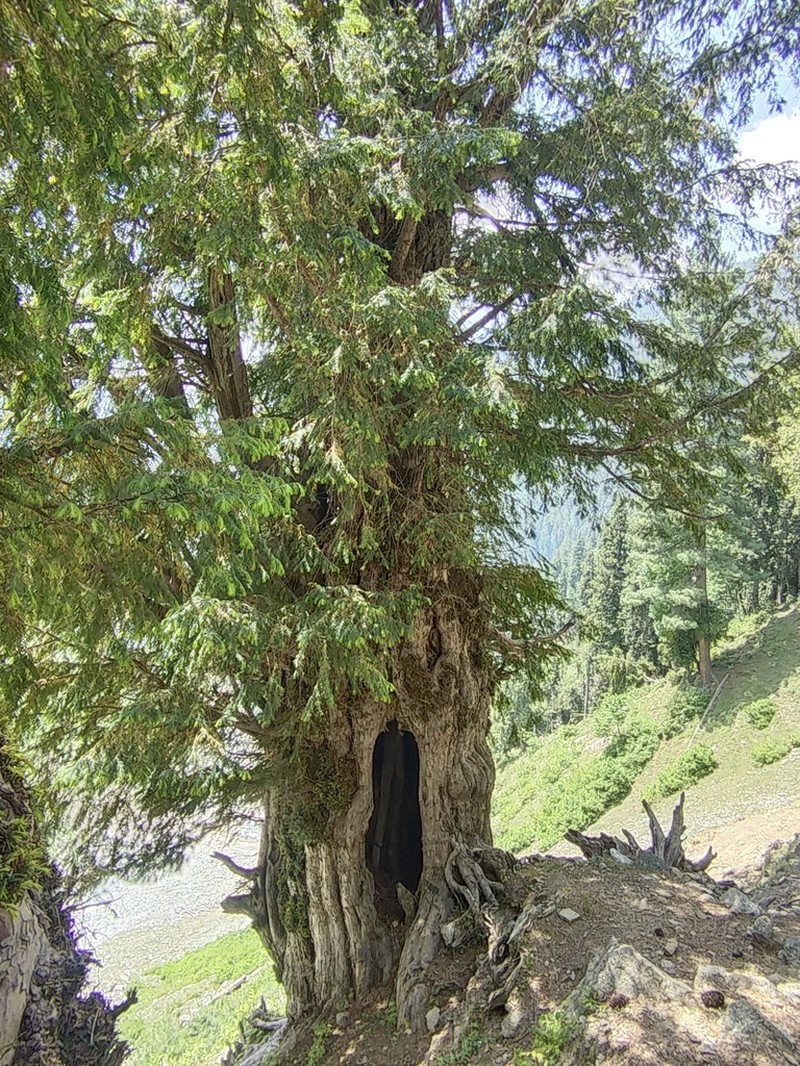 Taxus wallichiana photo 5