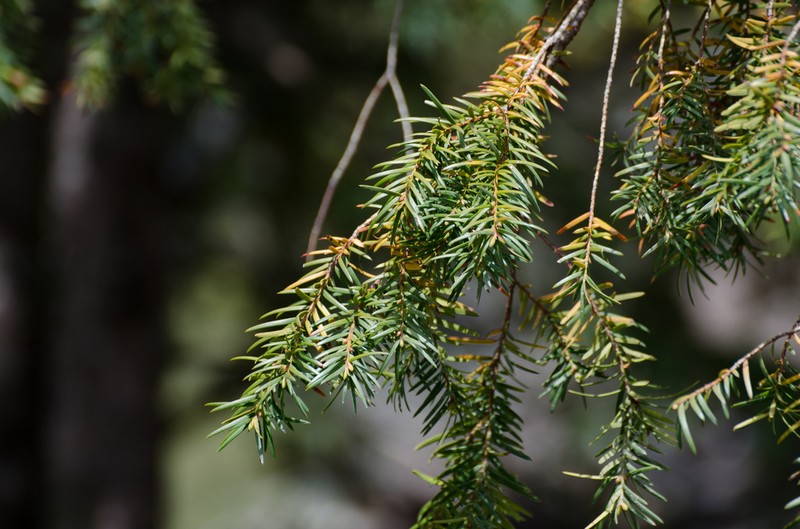 Taxus wallichiana photo 6