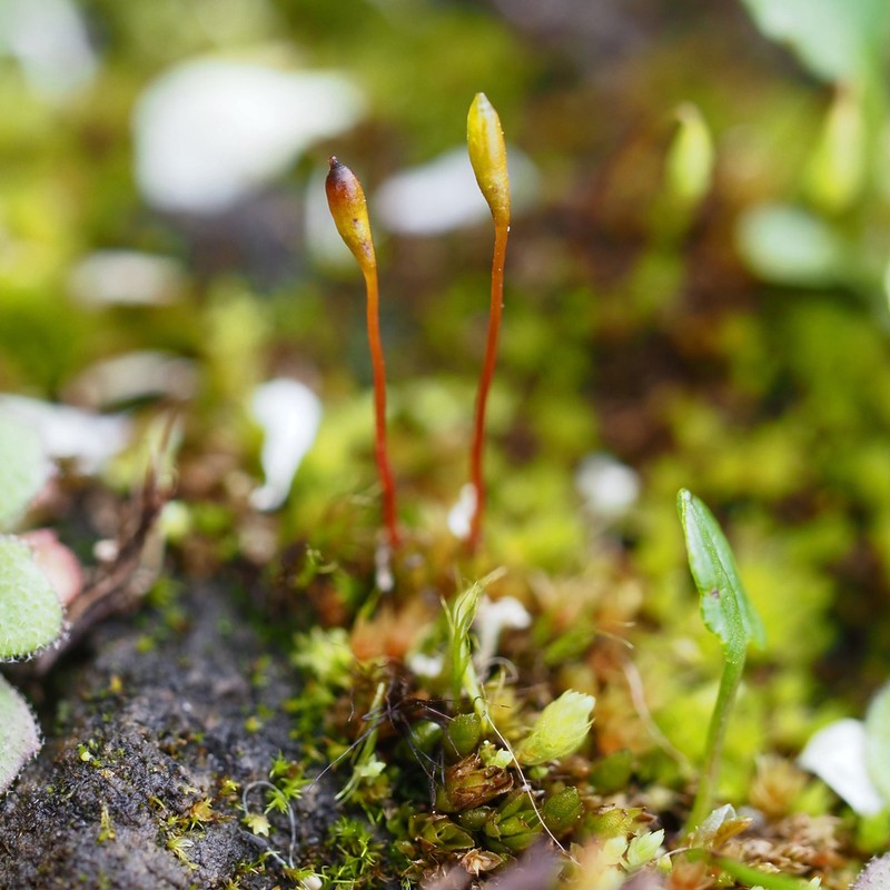Froelich's Dung Moss