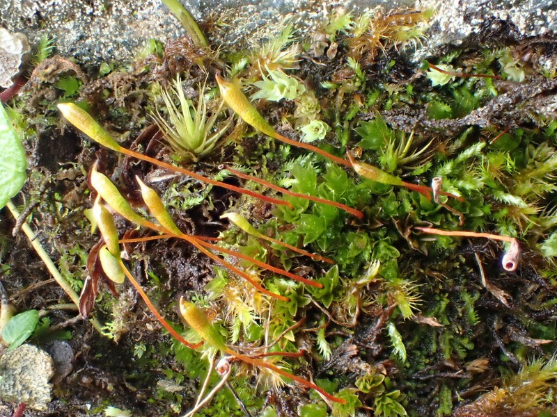 Froelich's Dung Moss photo 2