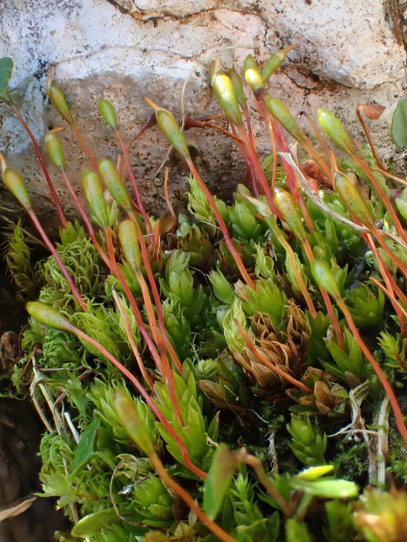 Froelich's Dung Moss photo 3