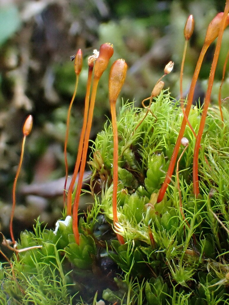 Froelich's Dung Moss photo 4