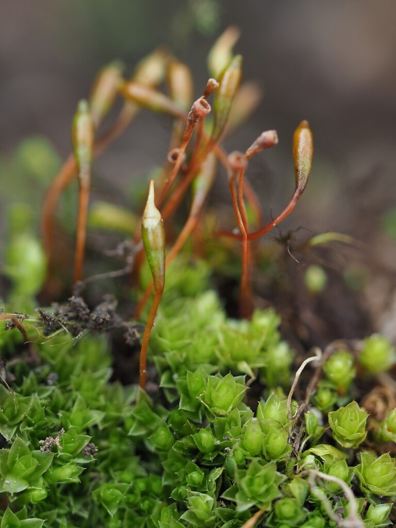 Froelich's Dung Moss photo 5