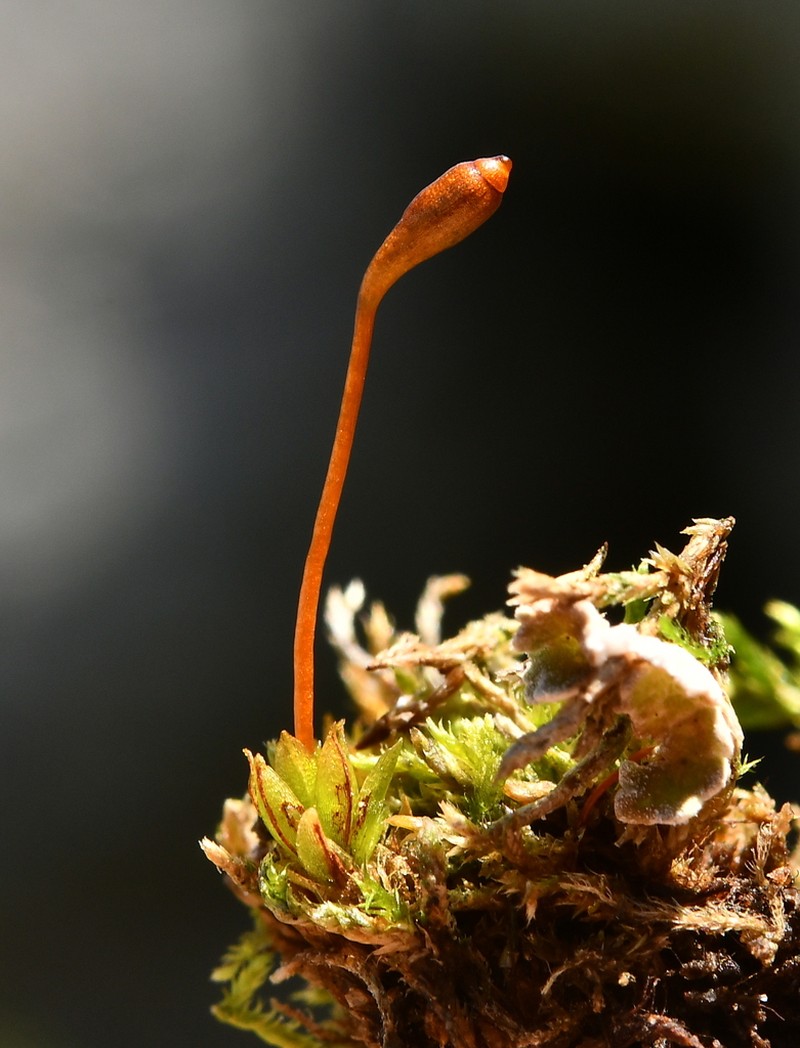 Froelich's Dung Moss photo 6