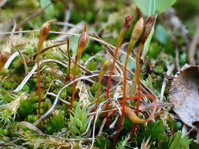 Froelich's Dung Moss photo 7