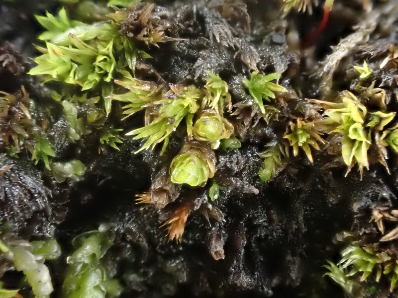 Froelich's Dung Moss photo 8