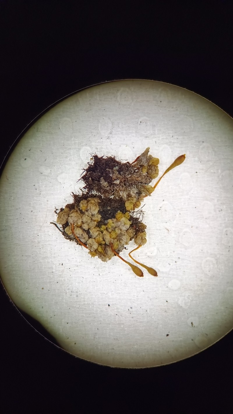Hornschuch's Dung Moss