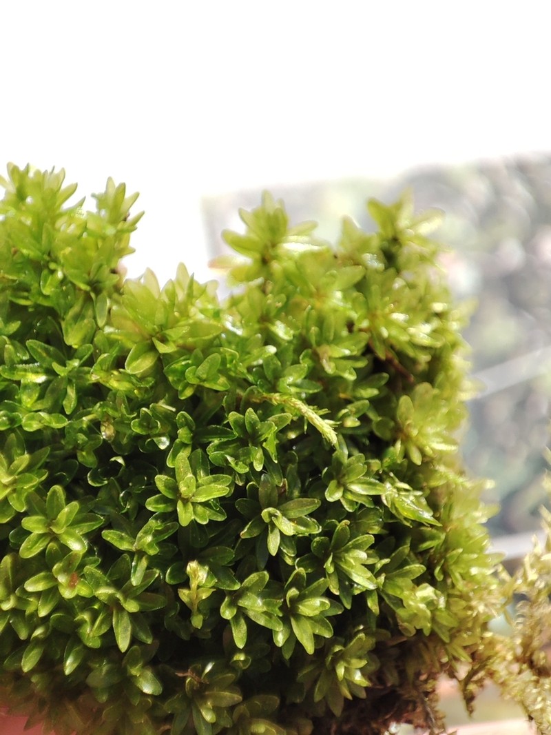 Lingulate Dung Moss photo 2
