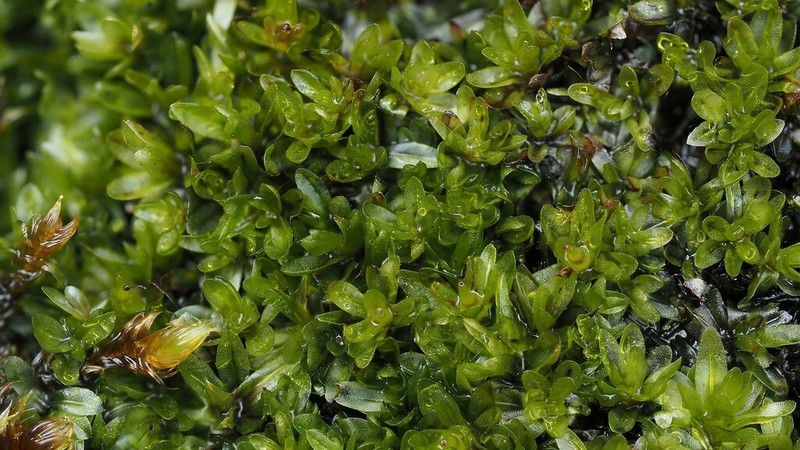 Lingulate Dung Moss photo 3