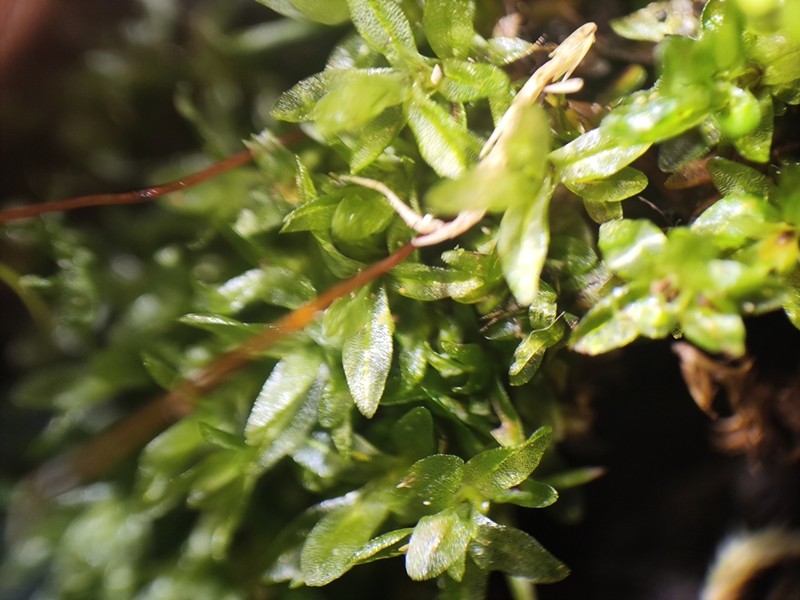 Lingulate Dung Moss photo 4