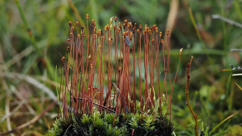 Lingulate Dung Moss photo 5