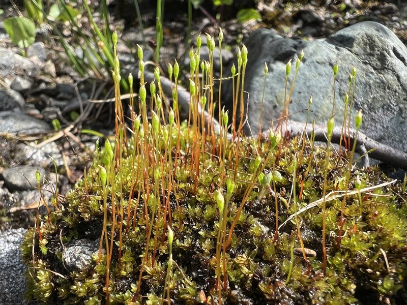 Lingulate Dung Moss photo 6