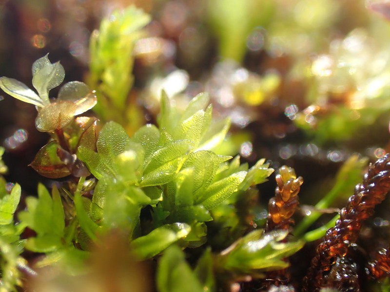 Lingulate Dung Moss photo 7