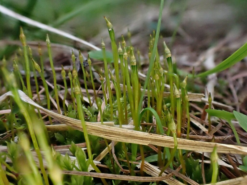 Serrate Dung Moss