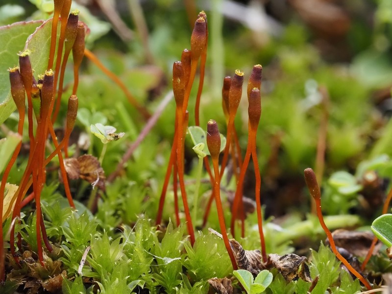 Serrate Dung Moss photo 2