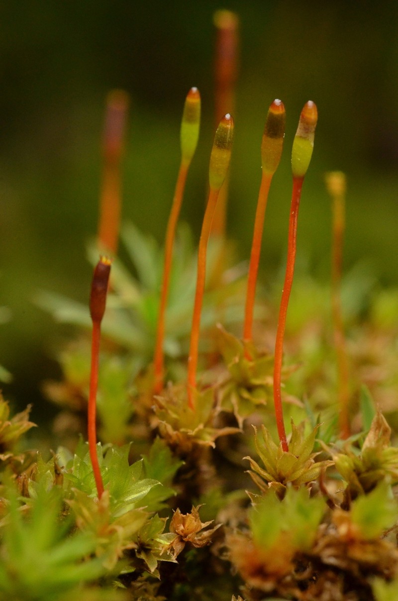 Serrate Dung Moss photo 3