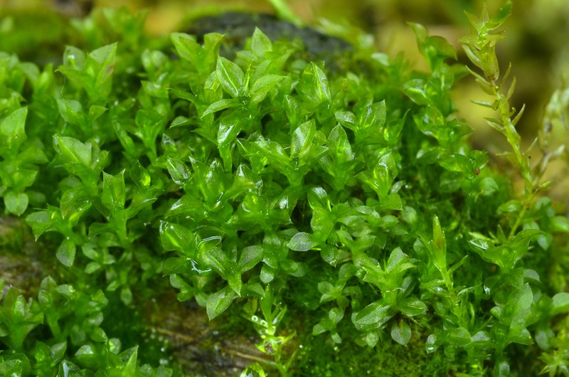 Serrate Dung Moss photo 4