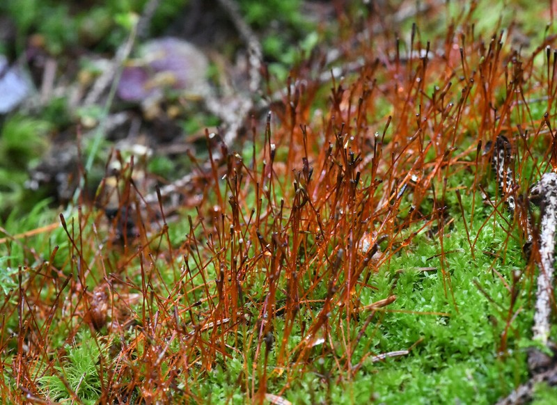 Serrate Dung Moss photo 5