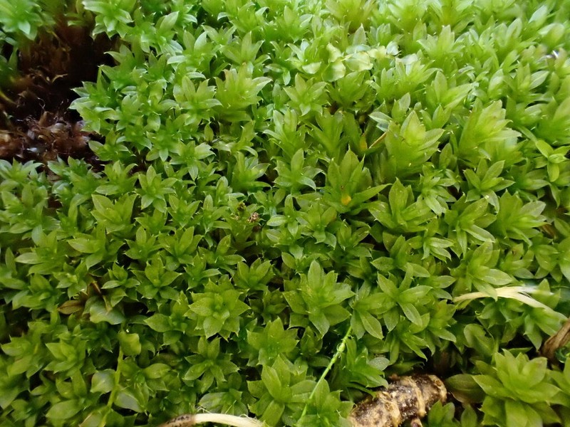 Serrate Dung Moss photo 6