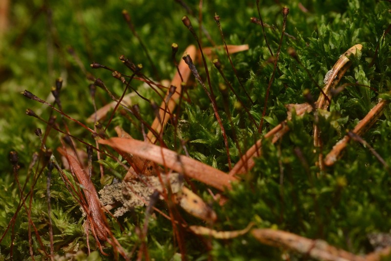 Serrate Dung Moss photo 7