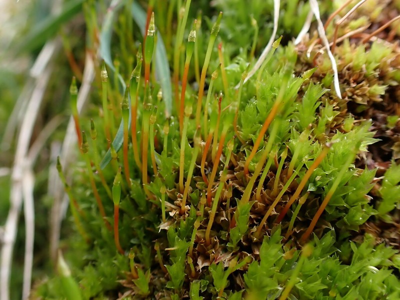Serrate Dung Moss photo 8