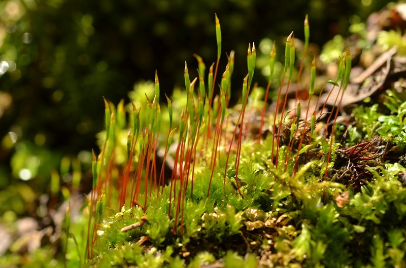Splachnoid Dung Moss