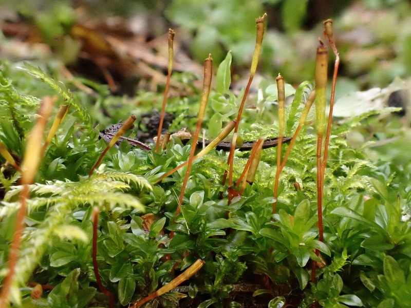 Splachnoid Dung Moss photo 2