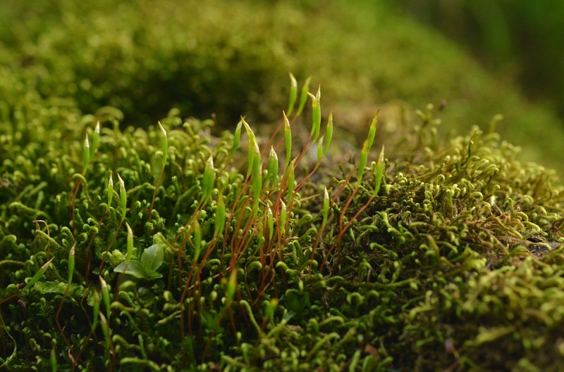Splachnoid Dung Moss photo 3
