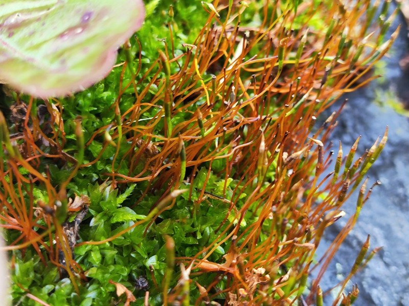 Splachnoid Dung Moss photo 4